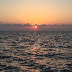 マタウマリンサービス 釣果