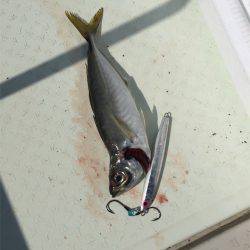 マタウマリンサービス 釣果