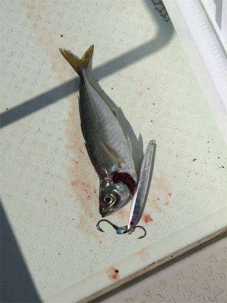 マタウマリンサービス 釣果