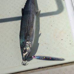 マタウマリンサービス 釣果