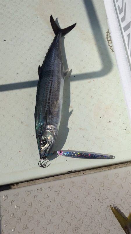 マタウマリンサービス 釣果