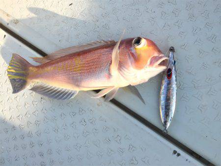 マタウマリンサービス 釣果