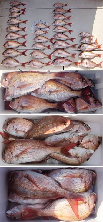 来温丸（らいおんまる） 釣果