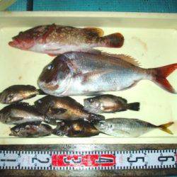 朝日丸 釣果