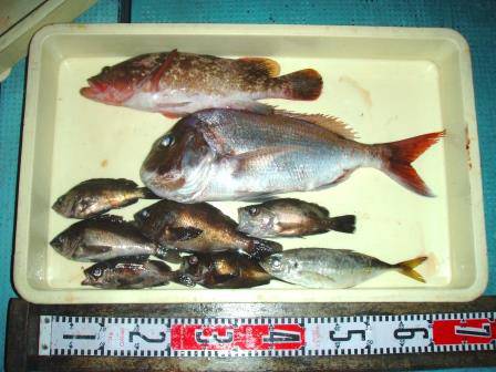 朝日丸 釣果