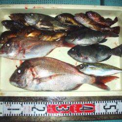 朝日丸 釣果