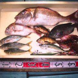 朝日丸 釣果