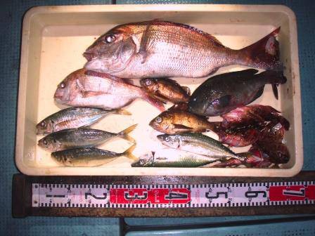 朝日丸 釣果