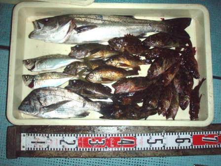 朝日丸 釣果