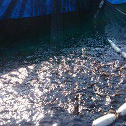 みどりフィッシングエリア 釣果