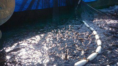 みどりフィッシングエリア 釣果