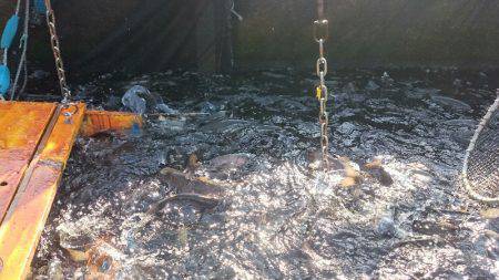 みどりフィッシングエリア 釣果