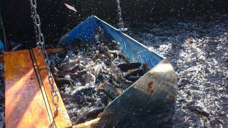 みどりフィッシングエリア 釣果