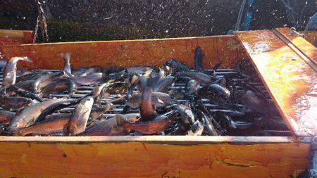 みどりフィッシングエリア 釣果