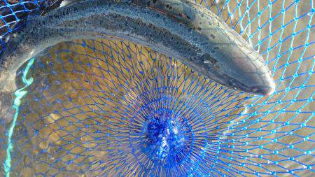 みどりフィッシングエリア 釣果