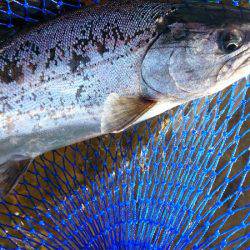 みどりフィッシングエリア 釣果