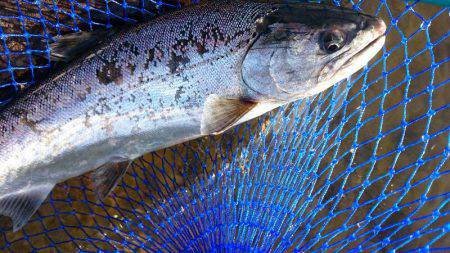 みどりフィッシングエリア 釣果