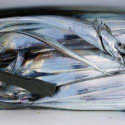 オーフリー 釣果