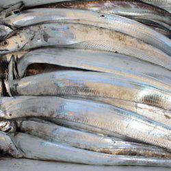 松本釣船２ 釣果