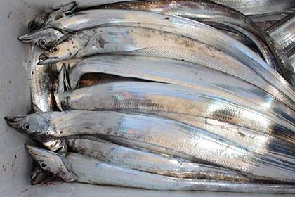 松本釣船２ 釣果