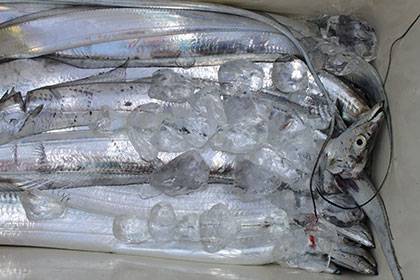 松本釣船２ 釣果