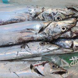 松本釣船２ 釣果