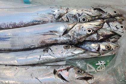 松本釣船２ 釣果