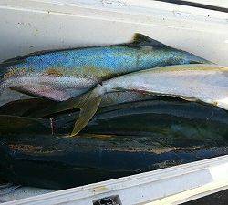 海龍丸(福岡) 釣果