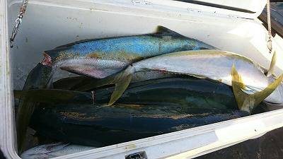 海龍丸(福岡) 釣果