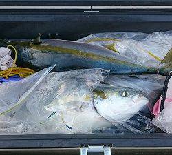 海龍丸(福岡) 釣果