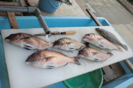 松名瀬フィッシングパーク 釣果