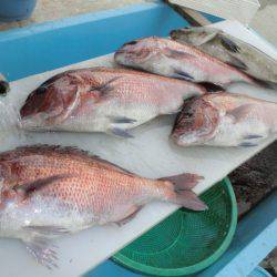 松名瀬フィッシングパーク 釣果