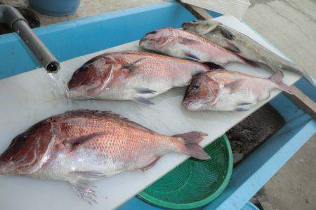 松名瀬フィッシングパーク 釣果