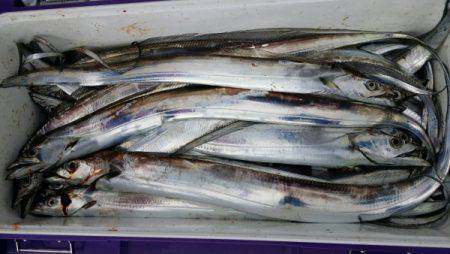 オーフリー 釣果