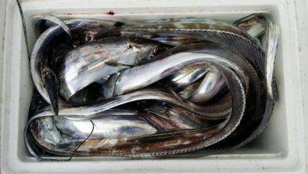 オーフリー 釣果