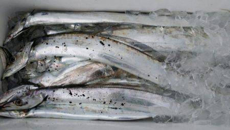 オーフリー 釣果