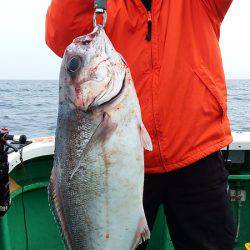 第三むつりょう丸 釣果