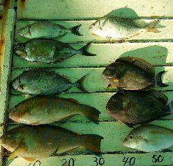 本部釣りイカダ 釣果