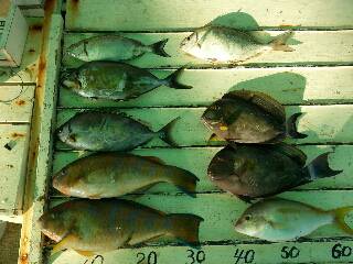 本部釣りイカダ 釣果