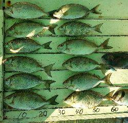 本部釣りイカダ 釣果