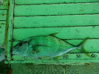 本部釣りイカダ 釣果