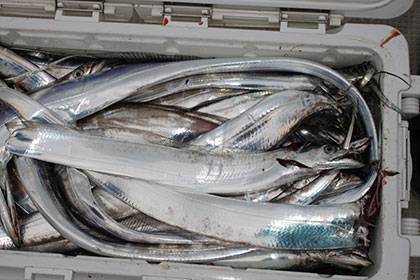 松本釣船2 釣果