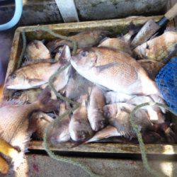 海釣り公園みかた 釣果