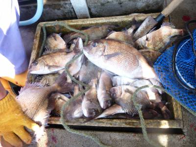 海釣り公園みかた 釣果