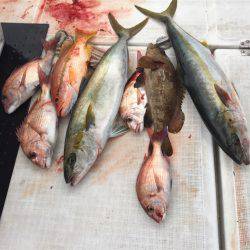 マタウマリンサービス 釣果