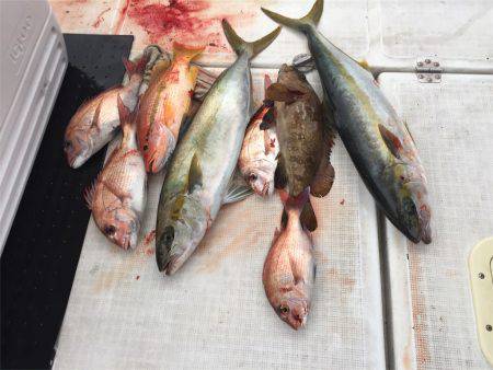 マタウマリンサービス 釣果