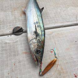 マタウマリンサービス 釣果