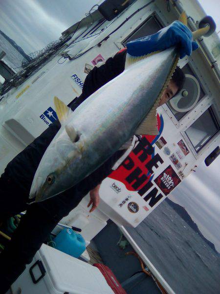 ファイヤードルフィン 釣果