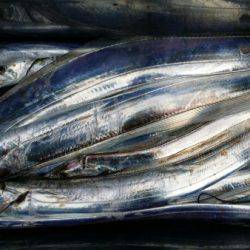 オーフリー 釣果