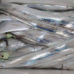 松本釣船２ 釣果